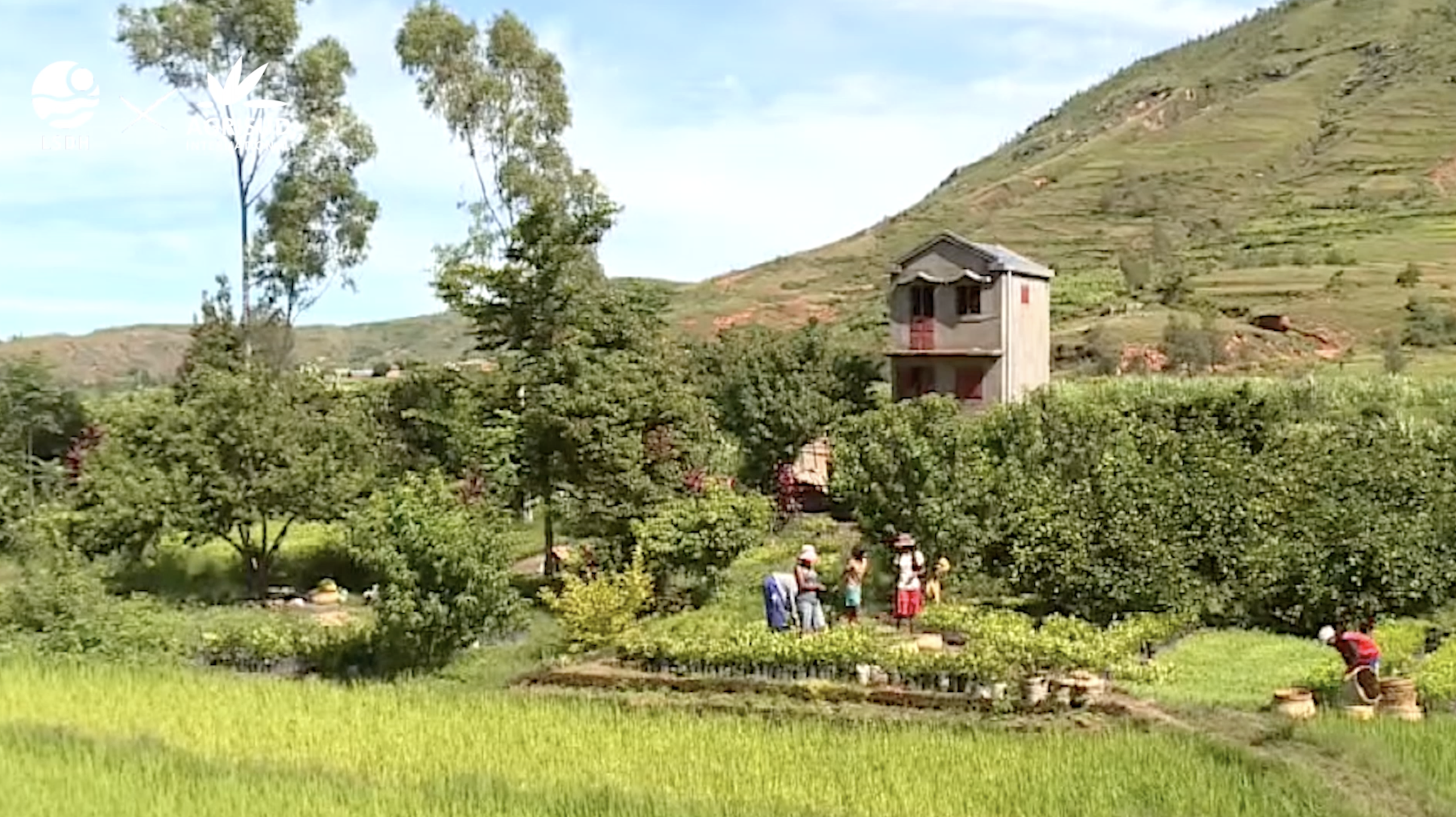 LSDH et Agrisud à Madagascar : quinze ans pour ne plus être nécessaires